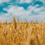 A message to the valued wheat growers who have supported us from farms across the UK